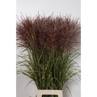 Freshy Miscanthus Sin Zebrinus
