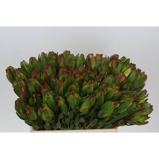 Freshy Leucadendron Laurel Geel