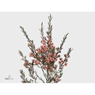 Freshy Chamelaucium Wendy Rose