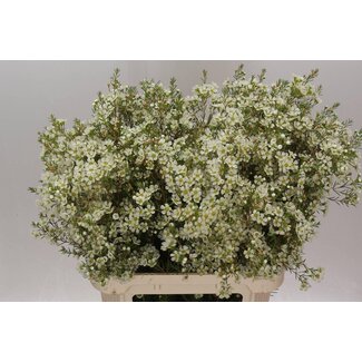 Freshy Chamelaucium Ivory Pearl haak