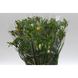 Freshy Freesia enkel Ton Sur Ton