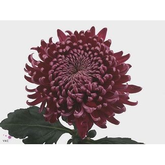 Freshy Chrysant deco Regalmist Purper