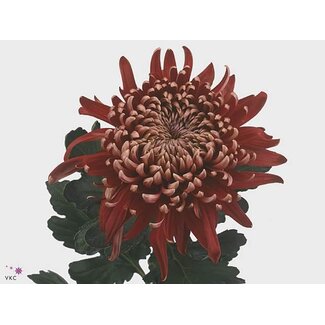 Freshy Chrysant deco Regalmist Rood