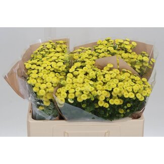 Freshy Tanacetum Pa Amazone