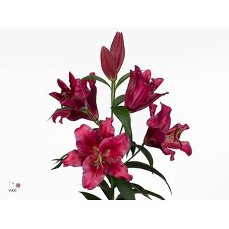 Freshy Lelie Oriental Aqua Carbonero