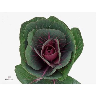 Freshy Brassica Red Crane