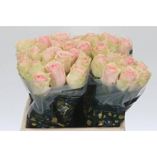 Freshy Rosa Frutetto