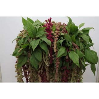 Freshy Amaranthus Caud Mira