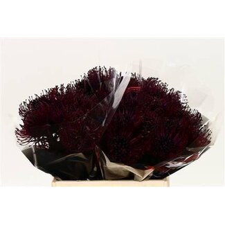 Freshy Nutans Kleurbehandeld Aubergine