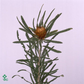 Freshy Dryandra Formosa