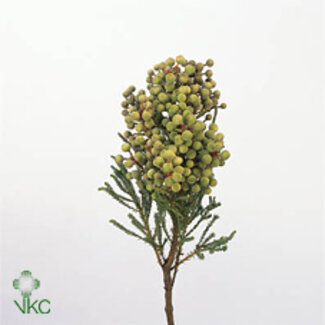 Freshy Berzelia Abrotanoides