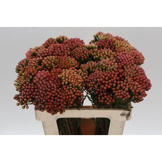 Freshy Brunia Laevis (red)