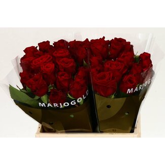 Freshy Rosa Red Naomi Marjo