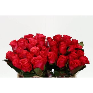 Freshy Rosa Pink Tacazzi