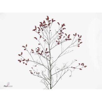 Freshy Limonium Sin Scar Diamond