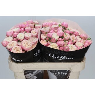 Freshy R tros Royal Blush Vip