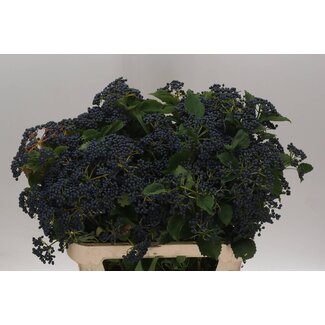 Freshy Viburnum Dark Blue Herman