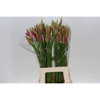 Freshy Nerine Bo Favoriet