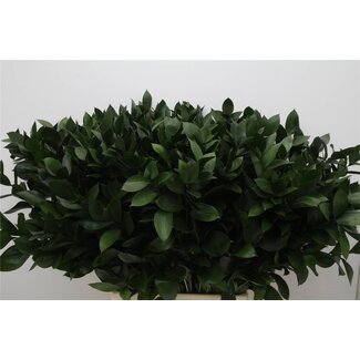 Freshy Ruscus Hypophyllum