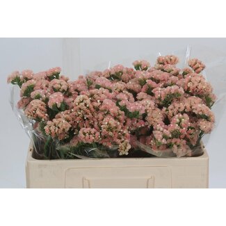 Freshy Limonium S Peach Wings
