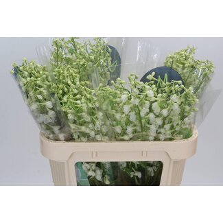 Freshy Delphinium En Be An White