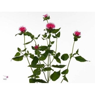 Freshy Monarda Pink Supreme