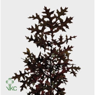 Freshy Quercus (p. bos)