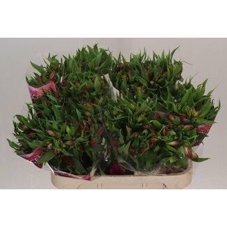 Freshy Alstroemeria Intenz Da Pink