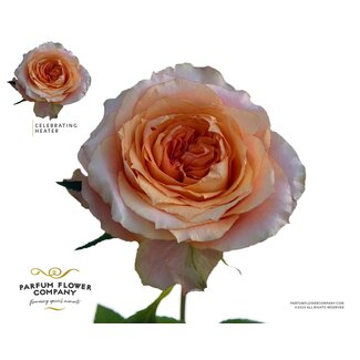 Freshy Rosa Garden Celebrating Heater