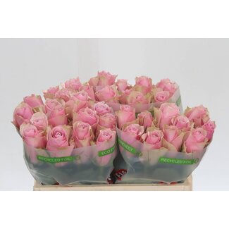Freshy Rosa Athena Royale