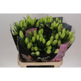 Freshy Lelie Oriental Du Aqua Rl Anouska