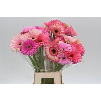 Freshy Gerbera * 65 Xm Mix Pastel X10