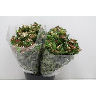 Freshy Viburnum Ti Valery 400gr (p. bos)