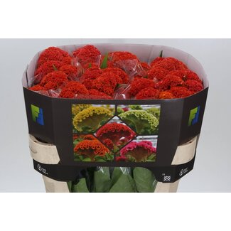 Freshy Celosia C Reprise Orange