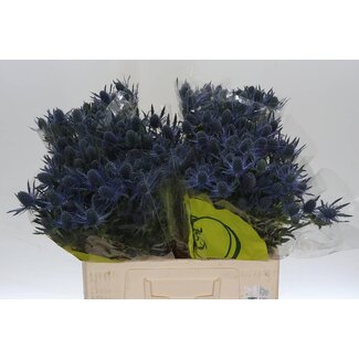 Freshy Eryngium Mag Blue Lagoon