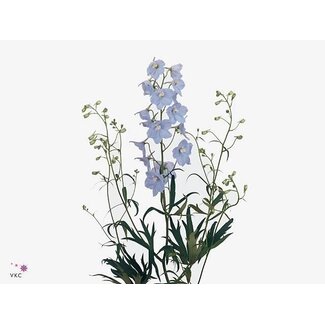 Freshy Delphinium Ridderspoor Elatum “Ballkleid” | ● Blue | ↕ ± 80 cm | x 10 fresh flowers stems | frische Blumen stehlen | verse bloemenstelen | voler des fleurs fraîches