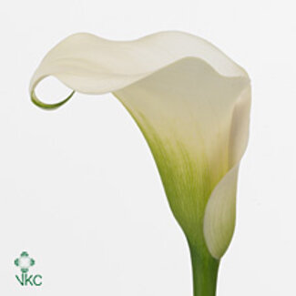 Freshy Zantedeschia Capt Ventura