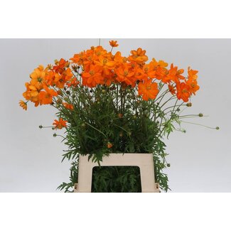 Freshy Cosmos S Orange Flame Bio