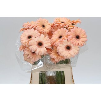 Freshy Gerbera * 65 Cm Laureen X10