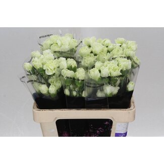 Freshy Anjer Kort Prado Mint