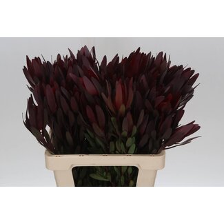 Freshy Leucadendron Saf Sunset