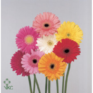 Freshy Gerbera * Gemengd per Bos X10 (kwekers Keus)