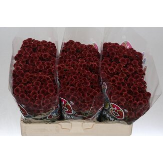 Freshy Chrysant santini Mad Tyolo Red