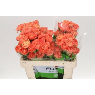 Freshy Anjer Funza Kort Hermes Orange 50cm