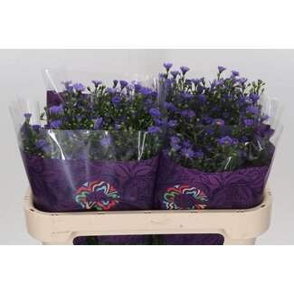 Freshy Aster Nb Casamare