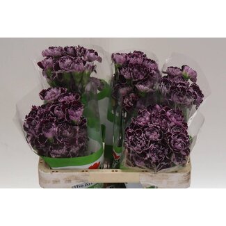 Freshy Anjer Funza Kort Minerva 50cm