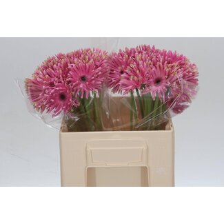 Freshy Gerbera Pastini “Vittoria” | ● Pink | ↕ ± 50 cm | x 25 fresh flowers | frische Blumen | verse bloemen | fleurs fraîches