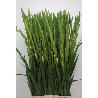 Freshy Gladiolus groot Ivory Prisci