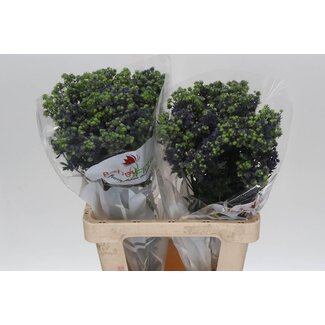 Freshy Eryngium Pl Mag Purple Stars