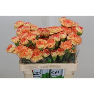 Freshy Korte Anjer Dianthus “Funza Boiro” | ● Orange | ↕ ± 50 cm | x 20 fresh flowers | frische Blumen | verse bloemen | fleurs fraîches